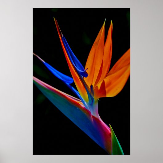 Vogel van het Paradijs Poster (Voorkant)