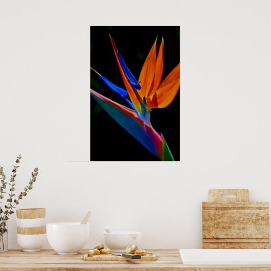 Vogel van het Paradijs Poster (Keuken)