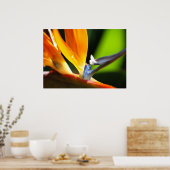Vogel van het Paradijs Poster (Keuken)