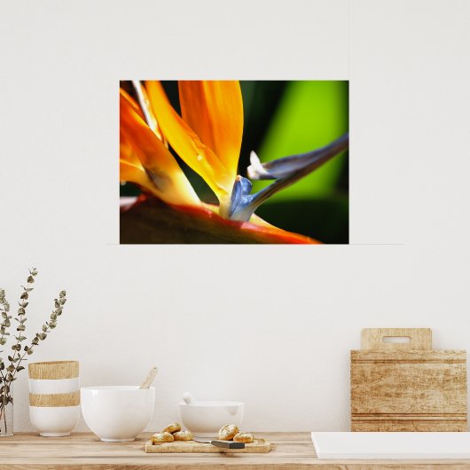 Vogel van het Paradijs Poster (Keuken)