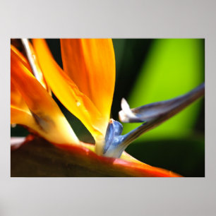 Vogel van het Paradijs Poster