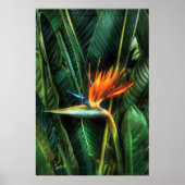 Vogel van het paradijs poster (Voorkant)
