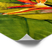 Vogel van het Paradijs Poster (Hoek)