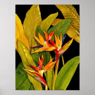 Vogel van het Paradijs Poster