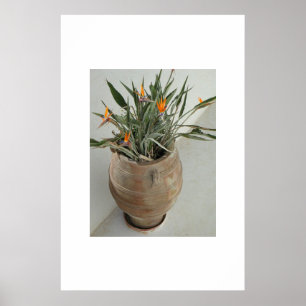 Vogel van het Paradijs Poster