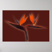 Vogel van het Paradijs Poster (Voorkant)
