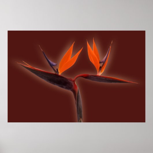 Vogel van het Paradijs Poster (Voorkant)