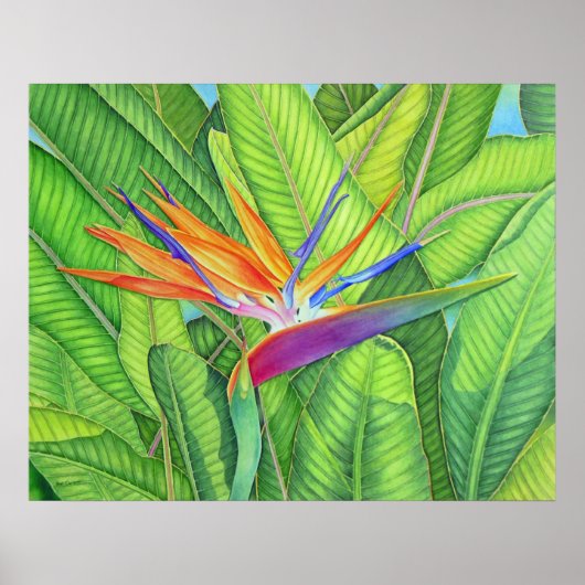 Vogel van het Paradijs Poster (Voorkant)