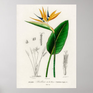 Vogel van het paradijs (Strelitzia Reginae) Poster