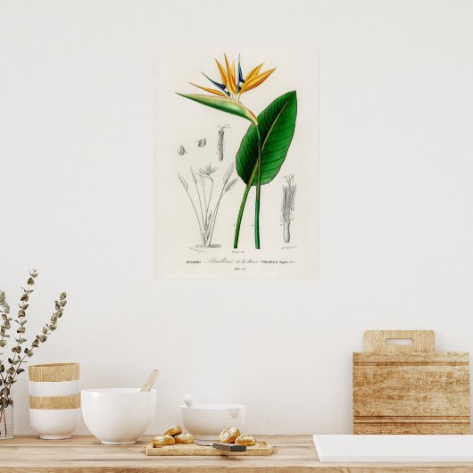 Vogel van het paradijs (Strelitzia Reginae) Poster (Keuken)