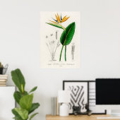 Vogel van het paradijs (Strelitzia Reginae) Poster (Thuiskantoor)