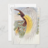 Vogel van het Paradijs, uit de "vogels van Nieuw-G Briefkaart (Voorkant / Achterkant)
