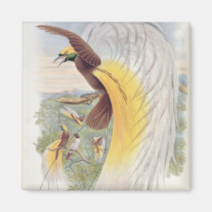 Vogel van het Paradijs, uit de "vogels van Nieuw-G Magneet