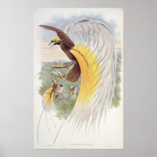Vogel van het Paradijs, uit de "vogels van Nieuw-G Poster