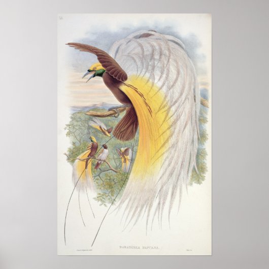 Vogel van het Paradijs, uit de "vogels van Nieuw-G Poster (Voorkant)