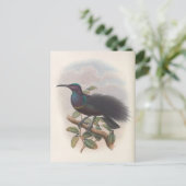 Vogel van het Paradijs van John Gould, vogelvoorbe Briefkaart (Staand voorkant)