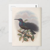 Vogel van het Paradijs van John Gould, vogelvoorbe Briefkaart (Voorkant / Achterkant)