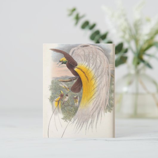 Vogel van het Paradijs van John Gould, vogelvoorbe Briefkaart (Staand voorkant)