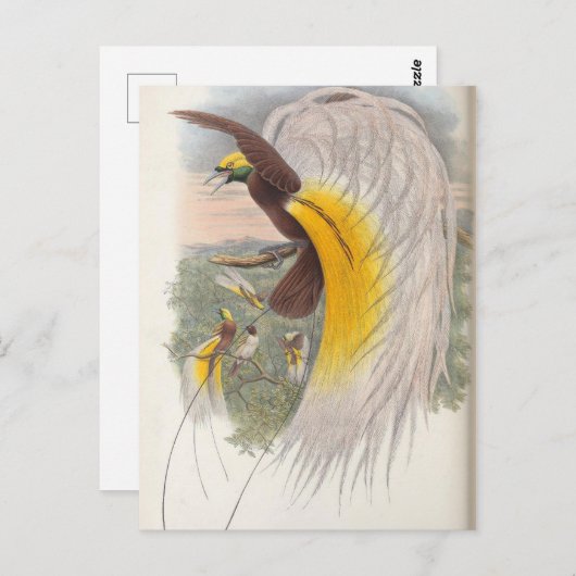 Vogel van het Paradijs van John Gould, vogelvoorbe Briefkaart (Voorkant / Achterkant)