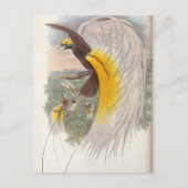 Vogel van het Paradijs van John Gould, vogelvoorbe Briefkaart (Voorkant)