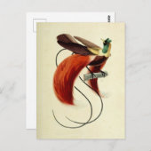 Vogel van het Paradijs, vogelillustratie, Vintage Briefkaart (Voorkant / Achterkant)