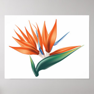 Vogel van paradijs, exotische strelitzia-bloem poster