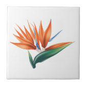 Vogel van paradijs, exotische strelitzia-bloem tegeltje (Voorkant)