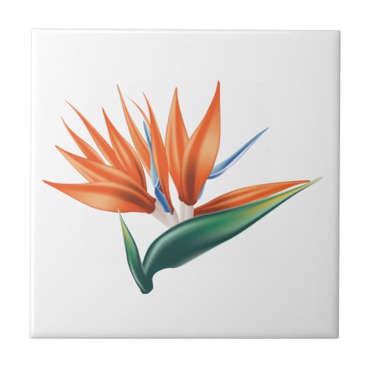 Vogel van paradijs, exotische strelitzia-bloem tegeltje (Voorkant)