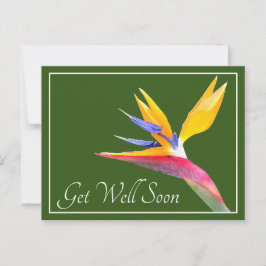 Vogel Van Paradijs Groene Achtergrond Beterschap Briefkaart