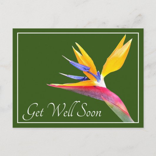Vogel Van Paradijs Groene Achtergrond Beterschap Briefkaart (Voorkant)