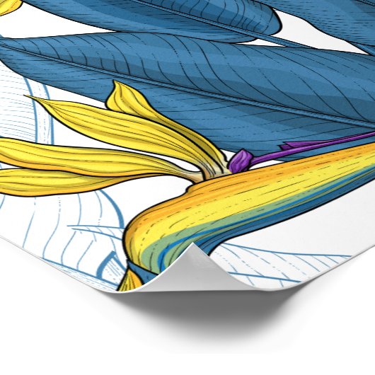 Vogel van paradijse bloemen op wit poster (Hoek)