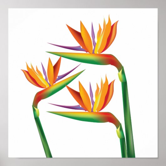 Vogel van Paradise Floral Wall Print Art (Voorkant)