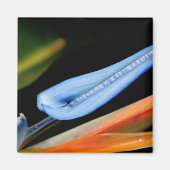 Vogel van Paradise Foto Magneet (Voorkant)