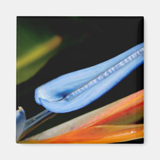 Vogel van Paradise Foto Magneet