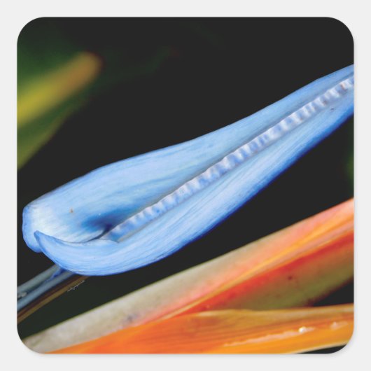 Vogel van Paradise Foto Vierkante Sticker (Voorkant)
