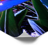 Vogel van Paradise Hawaii Poster (Hoek)