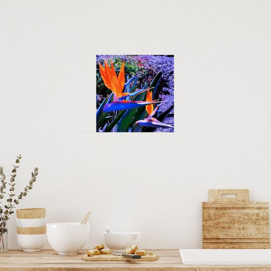 Vogel van Paradise Hawaii Poster (Keuken)