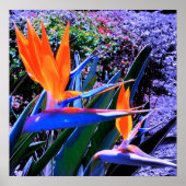 Vogel van Paradise Hawaii Poster (Voorkant)