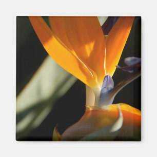 Vogel van Paradise Magnet