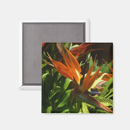 Vogel van Paradise Magnet (Voorkant / Achterkant)