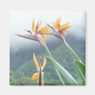 Vogel van Paradise magnet