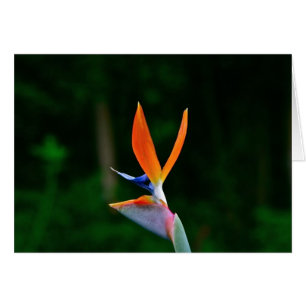 Vogel van Paradise, Maui