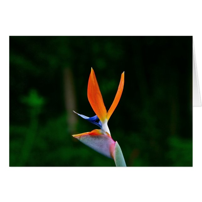 Vogel van Paradise, Maui (Voorkant Horizontaal)