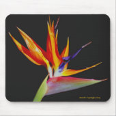 Vogel van Paradise Mousepad Muismat (Voorkant)