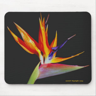 Vogel van Paradise Mousepad Muismat