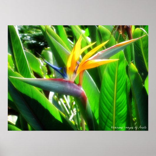 Vogel van Paradise Print (Voorkant)