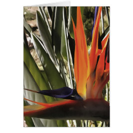 Vogel van Paradise Strelitzia Reginae AcrylPainti