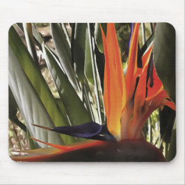 Vogel van Paradise Strelitzia Reginae AcrylPainti Muismat