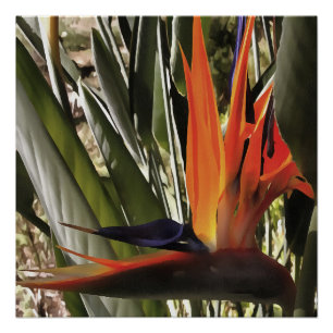 Vogel van Paradise Strelitzia Reginae AcrylPainti Perfect Poster