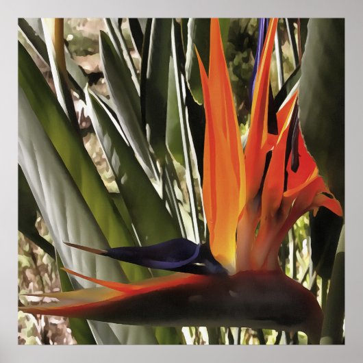 Vogel van Paradise Strelitzia Reginae AcrylPainti Poster (Voorkant)
